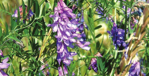 A vibrant cluster of purple flowers blooming amidst green grass