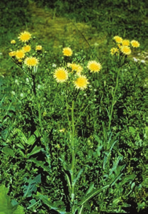 Yellow flowers on long green stems