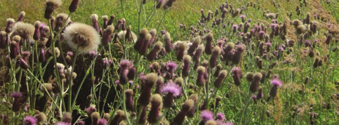 A vibrant field of green grass adorned with blooming thistle flowers