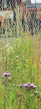 Flowering purple buds