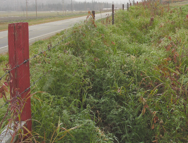 A wooden fence stands in front of a road, bordered by a lush green field of bird vetch