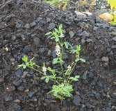 Green-leaved sweetclover growing in gravel