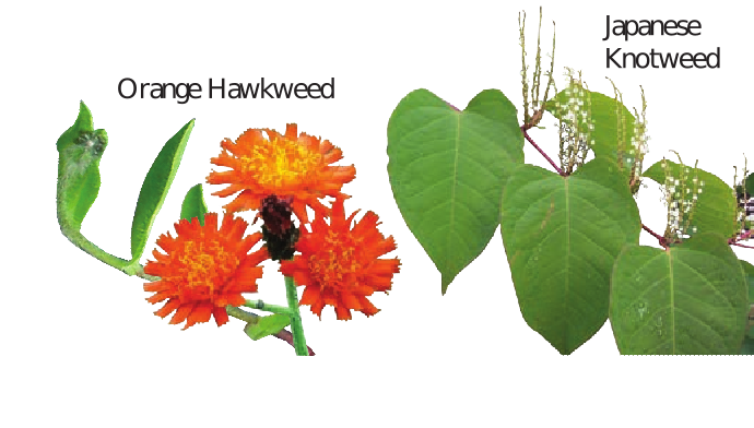 Orange flower labelled orange hawkweed and leafy plant labelled japanese knotweed