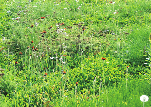 Orange hawkweed growing in a field