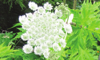 White spiky flower-like buds