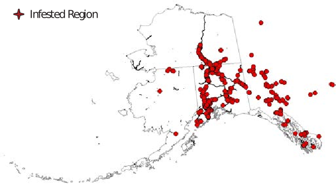 The state of Alaska with dots representing infestation