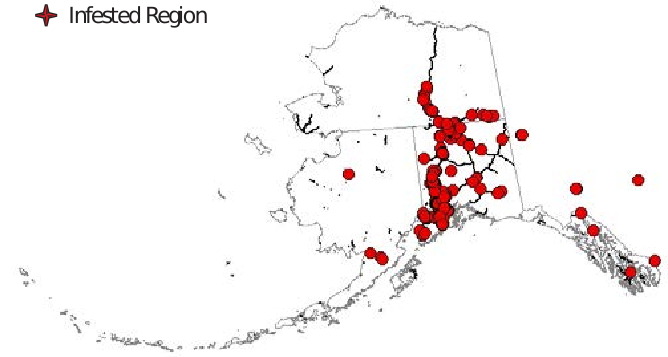 State of alaska with dot representing infestation