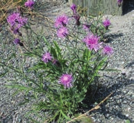 Cluster of leaves with uproots of long stems with purple spiky flowers