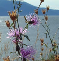 Purple and red flowers pointing upwards with spiky petals