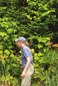 Person standing in front of tall green bush of knotweed