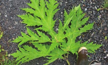 Fern-like plant with spiky leaves