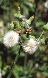 A perennial sowthistle plant featuring delicate white flowers and small white seeds