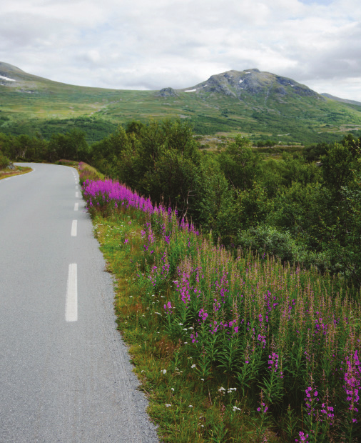 Roadside with an array of purple flowers, overlooking mountains