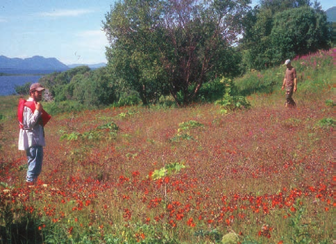 Orange hawkweed spreading across a field