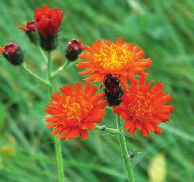 Orange hawkweed is a dandelionlike herb topped with bright orange flowers