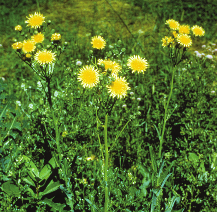 A cluster of yellow perennial sowthistle flowers blooming among green grass