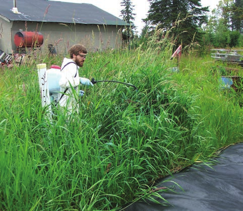 A man in a white shirt sprays reed canarygrass with a hose