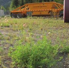 Yellow dump truck parked in a field of sweetclover