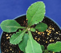 Small leaves growing out of dirt