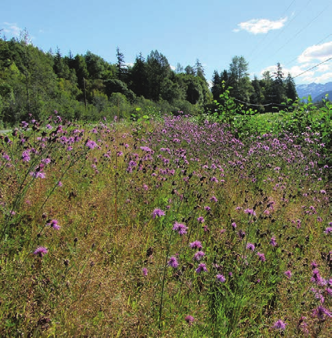 Field full of long stemmed plants with purple flowers