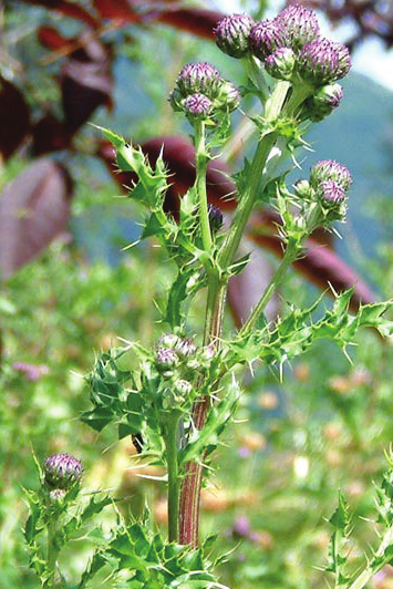 A vibrant creeping thistle plant featuring purple flowers with lush green leaves