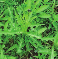 Cluster of small leaves