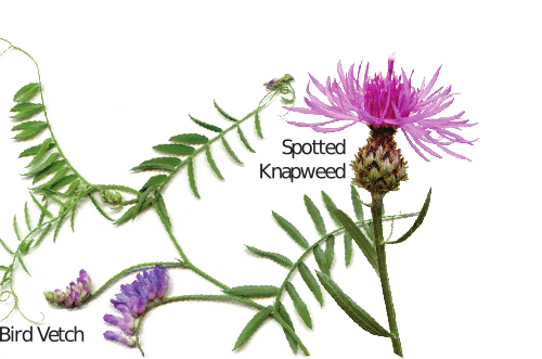 Small purple buds labeled bird vetch and spiky pink flower labelled spotted knapweed