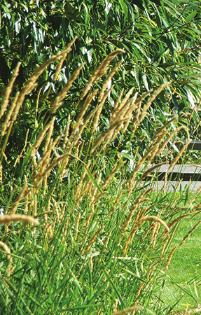 Tall green Reed canarygrass