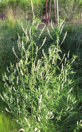 Sweetclover plant with thin white flowers