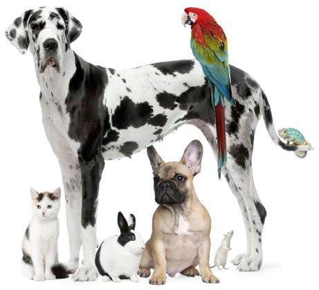 Two dogs, a cat, a rabbit, a parrot, and a chameleon are gathered together