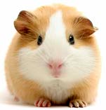 A guinea pig is positioned against a white background