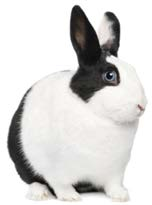 A black and white rabbit rests on a plain white background