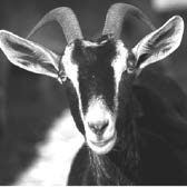 A black and white photograph of a goat