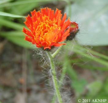 Bud-Flower Stage orange hawkweed