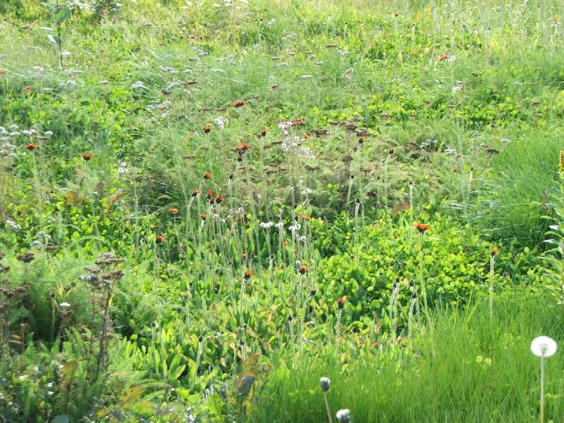 Cluster of orange hawkweed among other greenery