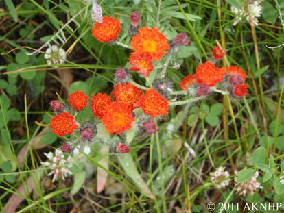 Orange hawkweed flowers surrounded by reddish-orange hawkweed blooms