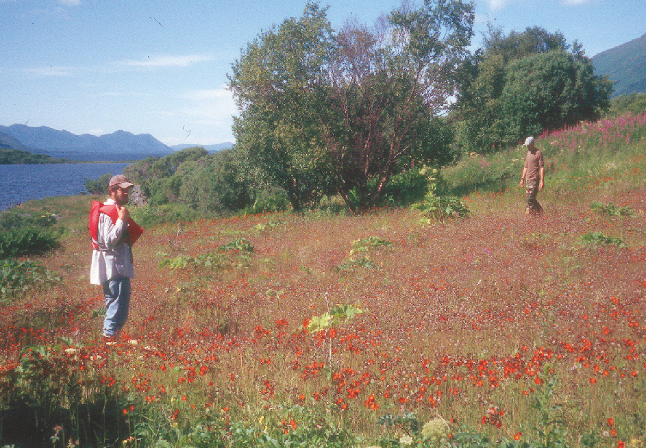 An infestation of orange hawkweed at Camp Island, Karluk Lake.