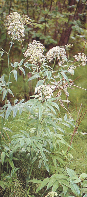 Poison water hemlock (Cicuta mackenziana)