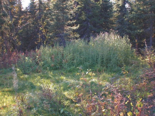 Canada thistle