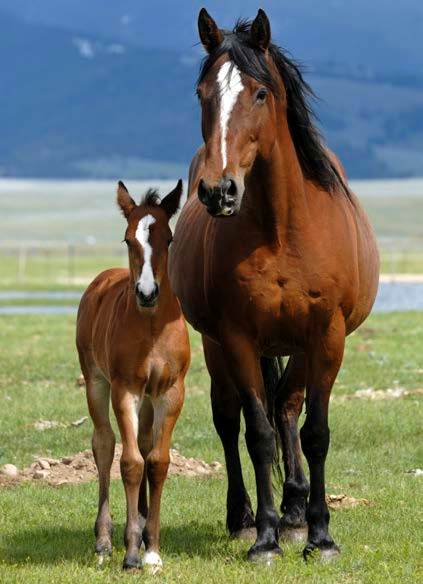 Horse and pony walking on a field