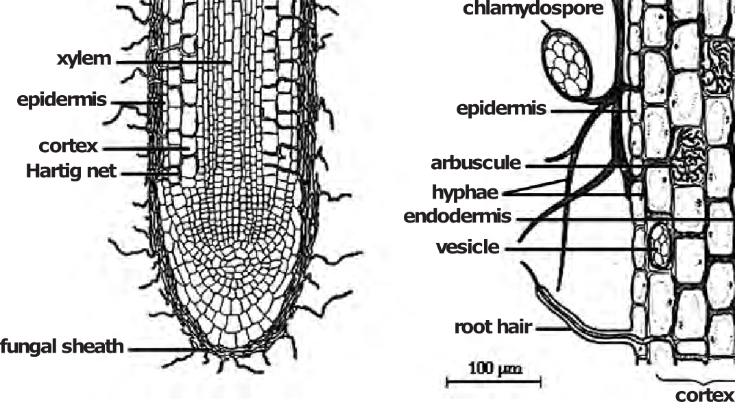 Ectomycorrhize (left) form a sheath, or mantle, around the root