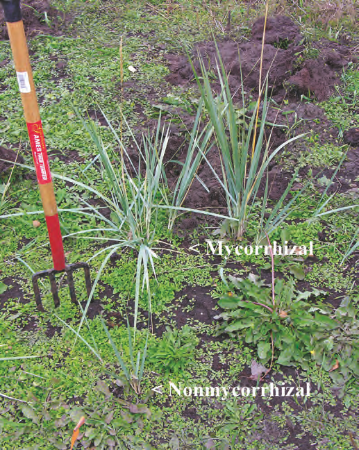 ‘Reeve’ beach wildrye plants inoculated with mycorrhizalfungi s