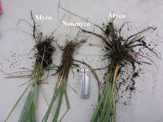 Root balls from non-inoculated samples of ‘Reeve’ beach wildrye plants