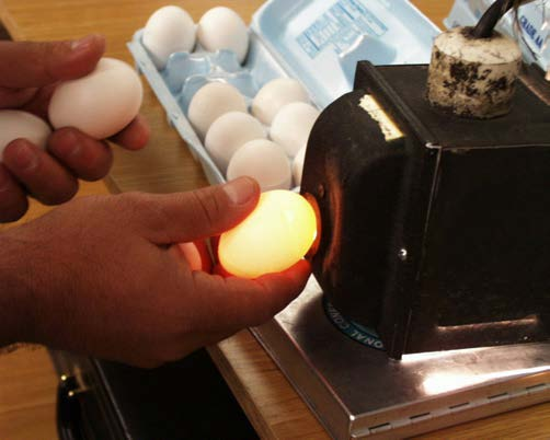 Candling an egg.