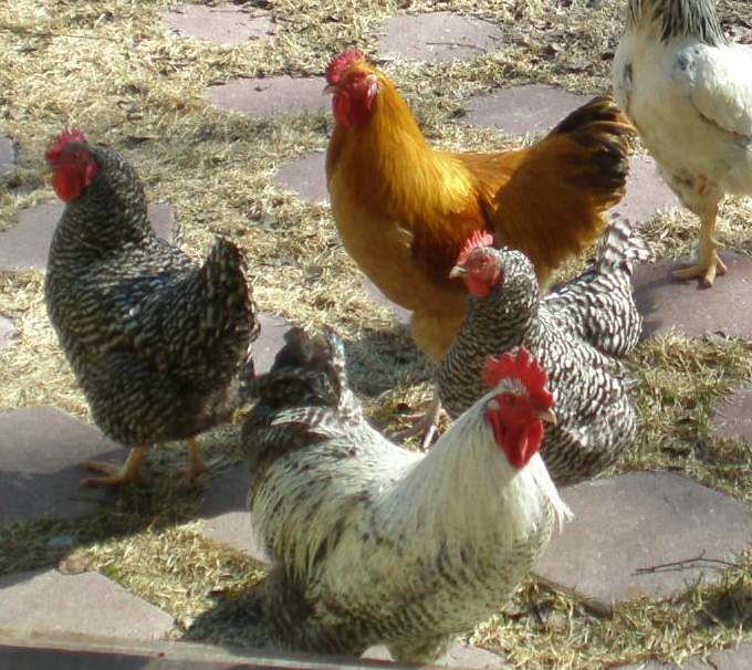 Flock of chickens with a variety of different colors