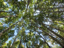 Looking at trees from below