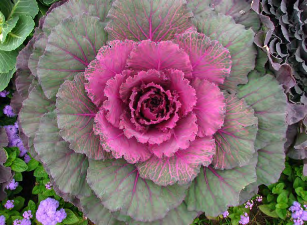 Red flower with leaves growing outwards into a circular shape