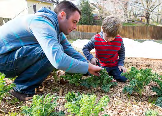 Pulling leafy greens from a field