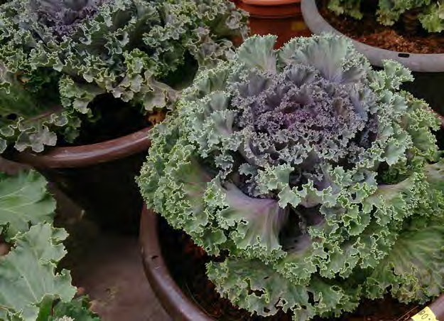 Dark leafy greens in pots