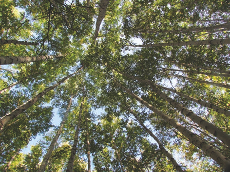 Canopy closure is determined by how close eachtree grows next to others 